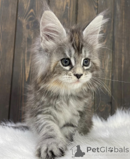 Foto №1. maine-coon-katze - zum Verkauf in der Stadt Baden-Baden | 550€ | Ankündigung № 163456