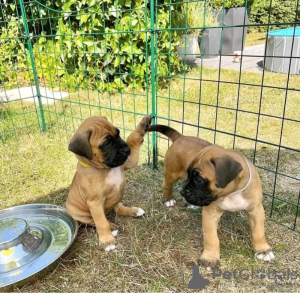 Foto №1. deutscher boxer - zum Verkauf in der Stadt Mainz-Bingen | 159€ | Ankündigung № 129612