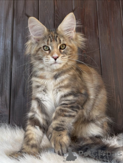 Foto №2 zu Ankündigung № 161210 zu verkaufen maine-coon-katze - einkaufen USA züchter