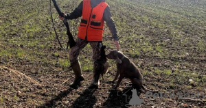 Foto №3. Weimaraner-Hündin. Serbien