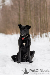 Foto №4. Ich werde verkaufen mischlingshund in der Stadt Москва.  - preis - Frei