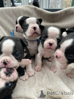 Foto №1. boston terrier - zum Verkauf in der Stadt Eschenau | verhandelt | Ankündigung № 170368