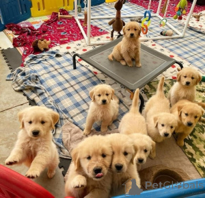 Foto №1. golden retriever - zum Verkauf in der Stadt Charleroi | Frei | Ankündigung № 167873