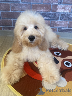 Foto №4. Ich werde verkaufen english cocker spaniel, pudel (zwerg) in der Stadt Woronesch. quotient 	ankündigung - preis - verhandelt