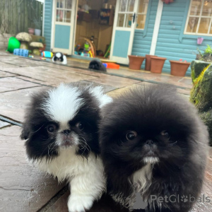 Foto №1. pekingese - zum Verkauf in der Stadt Rijeka Crnojevića | verhandelt | Ankündigung № 170482