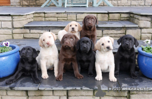 Foto №3. Urocze szczenięta Labrador Retriever von Adopcji. Polen