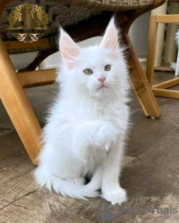 Foto №2 zu Ankündigung № 115752 zu verkaufen maine-coon-katze - einkaufen Deutschland 