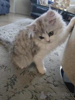 Foto №1. norwegische waldkatze - zum Verkauf in der Stadt München | 500€ | Ankündigung № 130348