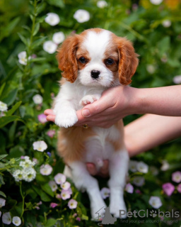 Foto №1. cavalier king charles spaniel - zum Verkauf in der Stadt Гамбург | 400€ | Ankündigung № 80864