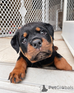 Foto №1. rottweiler - zum Verkauf in der Stadt Brighton | 300€ | Ankündigung № 177669