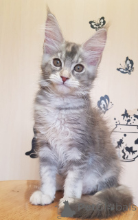 Foto №3. Groß, Versspielt und Sehr Anhänglich, MIT Einem Hervorragenden Stammbaum.. Deutschland