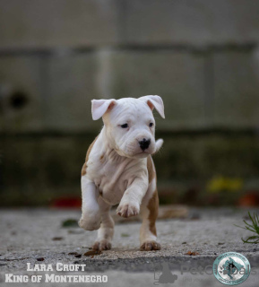 Foto №4. Ich werde verkaufen amerikanischer staffordshire terrier in der Stadt Cetynia. züchter - preis - verhandelt