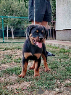 Foto №3. Rottweiler, Spitzenwelpen. Serbien