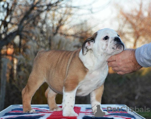 Foto №1. englische bulldogge - zum Verkauf in der Stadt Belgrad | verhandelt | Ankündigung № 85170