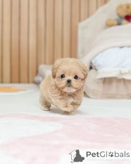 Foto №1. maltipu - zum Verkauf in der Stadt Berlin | verhandelt | Ankündigung № 163588