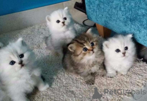 Foto №1. perserkatze - zum Verkauf in der Stadt Bietigheim-Bisten | Frei | Ankündigung № 144931