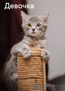 Foto №2 zu Ankündigung № 150194 zu verkaufen hauskatze - einkaufen Russische Föderation quotient 	ankündigung