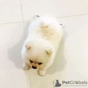 Foto №3. Pommersche Welpen zu verkaufen. Großbritannien