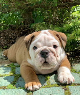 Foto №2 zu Ankündigung № 6948 zu verkaufen englische bulldogge - einkaufen Weißrussland züchter