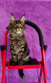 Foto №3. Maine-Coon-Kätzchen. Russische Föderation