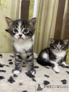 Foto №2. Hotel für Tiere in Russische Föderation. Price - 5€. Ankündigung № 135186