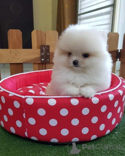 Foto №1. pommersche spitz - zum Verkauf in der Stadt Lienz | Frei | Ankündigung № 160168