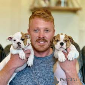 Foto №1. englische bulldogge - zum Verkauf in der Stadt Wien | 1000€ | Ankündigung № 163865