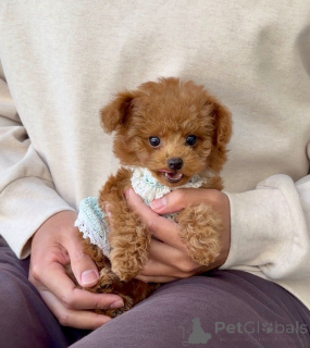 Foto №3. Männlicher Pudel. Deutschland