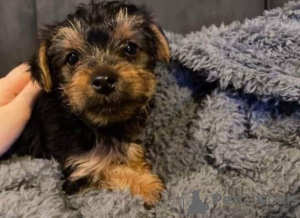 Foto №2 zu Ankündigung № 85078 zu verkaufen yorkshire terrier - einkaufen Slowakei quotient 	ankündigung