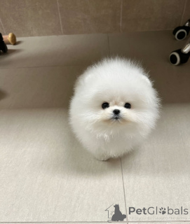 Foto №2 zu Ankündigung № 147256 zu verkaufen pommersche spitz - einkaufen Bulgarien züchter