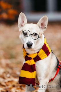 Foto №4. Ich werde verkaufen mischlingshund in der Stadt Москва. aus dem tierheim - preis - Frei