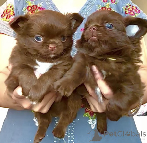 Foto №1. chihuahua - zum Verkauf in der Stadt Aizlenten | verhandelt | Ankündigung № 159560