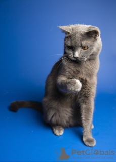 Zusätzliche Fotos: Die charmante britische Katze Gretta möchte unbedingt ein sicheres Zuhause