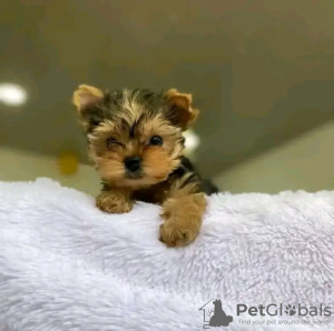 Foto №2 zu Ankündigung № 123114 zu verkaufen yorkshire terrier - einkaufen USA züchter