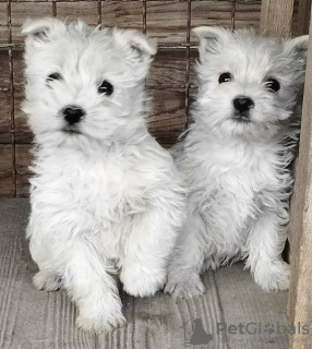 Foto №3. Westie-Terrier. Serbien