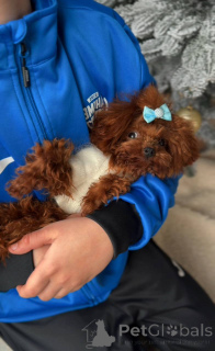 Foto №2 zu Ankündigung № 164617 zu verkaufen pudel (toy) - einkaufen Deutschland züchter