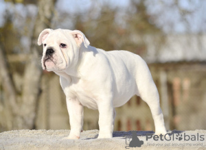 Zusätzliche Fotos: Englische Bulldoggenwelpen