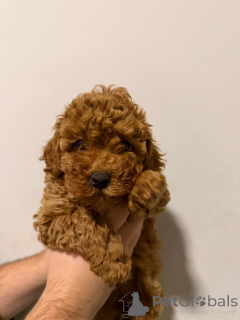 Foto №1. pommersche spitz - zum Verkauf in der Stadt Sivats | verhandelt | Ankündigung № 159073