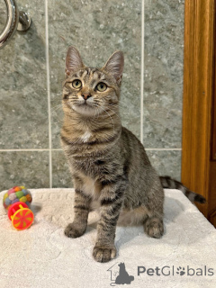 Foto №1.  - zum Verkauf in der Stadt Moskova | Frei | Ankündigung № 155852