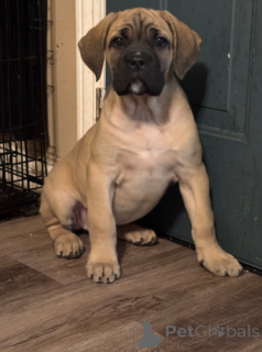 Foto №1. cane corso italiano - zum Verkauf in der Stadt München | 700€ | Ankündigung № 138443