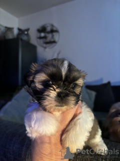 Foto №1. shih tzu - zum Verkauf in der Stadt Гамбург | 300€ | Ankündigung № 123442