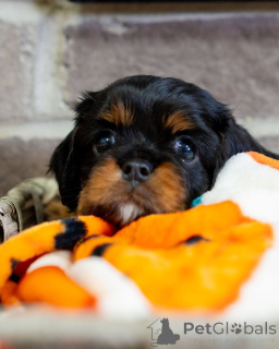 Foto №3. Elegante Bella, weich, süß und voller Liebe. Die Prinzessin der. Luxemburg