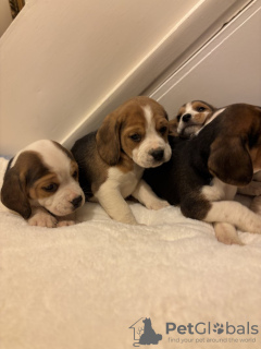 Foto №3. Потрясающие щенкasen. Deutschland