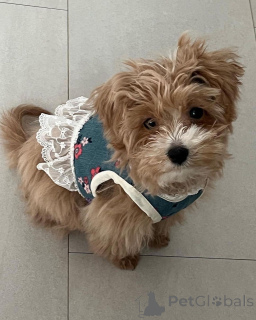 Foto №2 zu Ankündigung № 157680 zu verkaufen maltipu - einkaufen USA quotient 	ankündigung