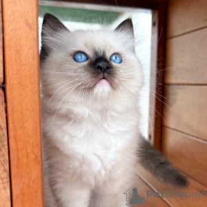 Foto №2 zu Ankündigung № 171358 zu verkaufen ragdoll-katze - einkaufen Polen züchter