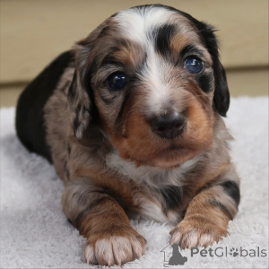 Foto №3. Süß, frech und voller Wackelbewegungen. Poppys sind hier, um Ihre Welt mit einem. Schweiz