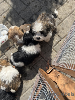 Foto №1. shih tzu - zum Verkauf in der Stadt Alpbach | verhandelt | Ankündigung № 176059