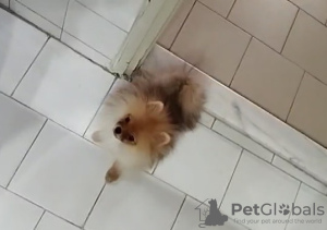 Foto №2 zu Ankündigung № 133001 zu verkaufen  - einkaufen Zypern quotient 	ankündigung