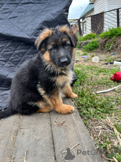 Foto №3. Welpen des deutschen Schäferhundes. Russische Föderation