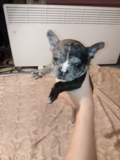 Foto №4. Ich werde verkaufen französische bulldogge in der Stadt Zaporizhia. quotient 	ankündigung - preis - verhandelt